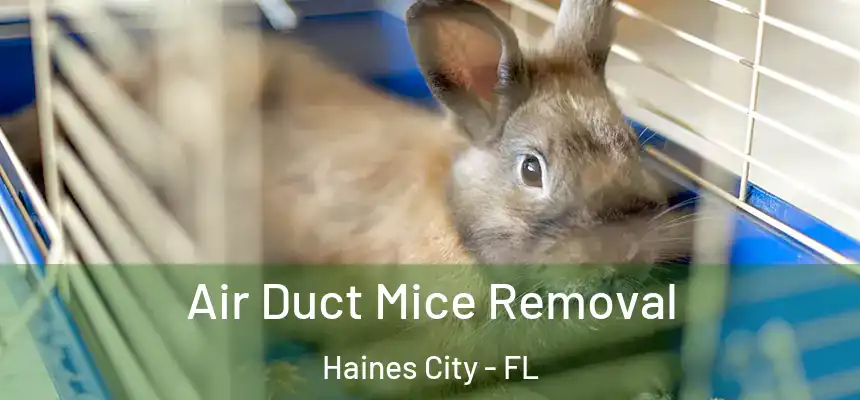  Air Duct Mice Removal Haines City - FL